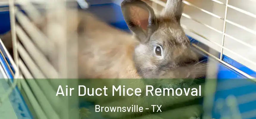  Air Duct Mice Removal Brownsville - TX