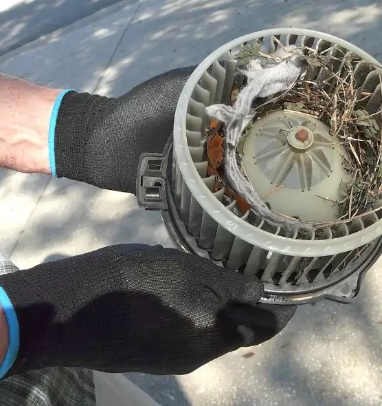 About Air Duct Mice Removal in Brownsville, TX